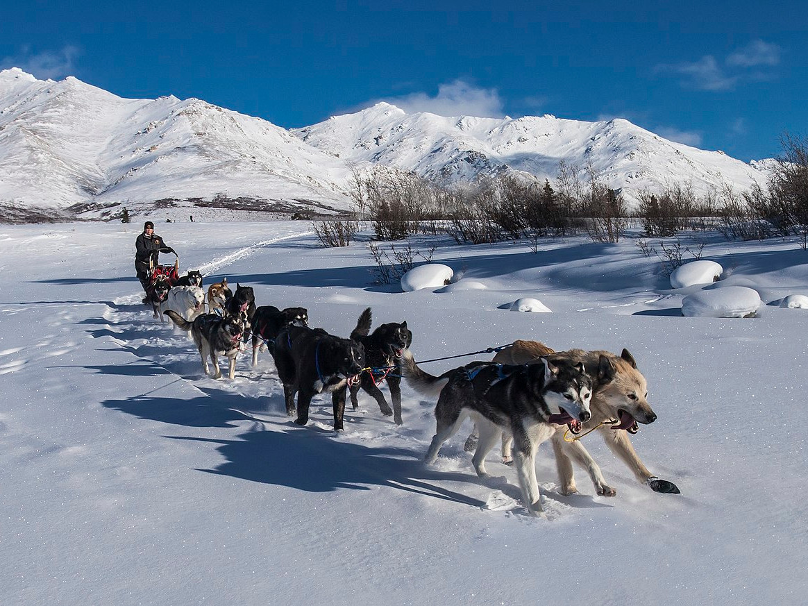 Système de gestion de traineau à chien